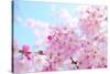 Japanese Cherry Blossoms-gnohz-Stretched Canvas