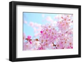 Japanese Cherry Blossoms-gnohz-Framed Photographic Print