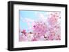 Japanese Cherry Blossoms-gnohz-Framed Photographic Print