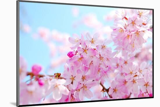 Japanese Cherry Blossoms-gnohz-Mounted Photographic Print