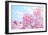 Japanese Cherry Blossoms-gnohz-Framed Photographic Print