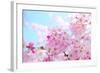 Japanese Cherry Blossoms-gnohz-Framed Photographic Print