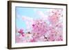 Japanese Cherry Blossoms-gnohz-Framed Photographic Print