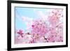 Japanese Cherry Blossoms-gnohz-Framed Photographic Print