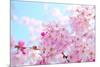 Japanese Cherry Blossoms-gnohz-Mounted Photographic Print