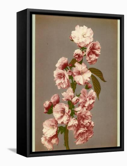 Japanese Cherry Tree Blossom and Leaves-null-Framed Stretched Canvas