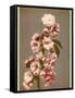 Japanese Cherry Tree Blossom and Leaves-null-Framed Stretched Canvas
