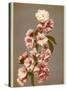 Japanese Cherry Tree Blossom and Leaves-null-Stretched Canvas
