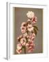 Japanese Cherry Tree Blossom and Leaves-null-Framed Photographic Print