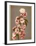 Japanese Cherry Tree Blossom and Leaves-null-Framed Photographic Print