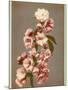 Japanese Cherry Tree Blossom and Leaves-null-Mounted Photographic Print