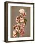 Japanese Cherry Tree Blossom and Leaves-null-Framed Photographic Print