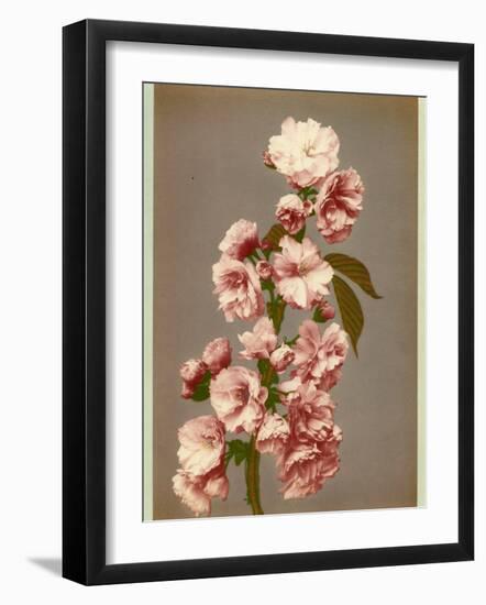 Japanese Cherry Tree Blossom and Leaves-null-Framed Photographic Print