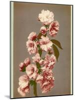 Japanese Cherry Tree Blossom and Leaves-null-Mounted Photographic Print