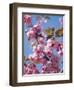 Japanese Cherry Tree, Detail, Branch, Blooms, Spring-Thonig-Framed Photographic Print