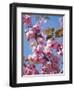 Japanese Cherry Tree, Detail, Branch, Blooms, Spring-Thonig-Framed Photographic Print