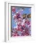 Japanese Cherry Tree, Detail, Branch, Blooms, Spring-Thonig-Framed Photographic Print