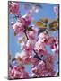 Japanese Cherry Tree, Detail, Branch, Blooms, Spring-Thonig-Mounted Photographic Print