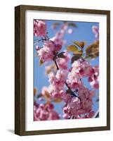 Japanese Cherry Tree, Detail, Branch, Blooms, Spring-Thonig-Framed Photographic Print