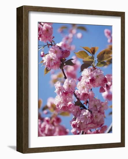 Japanese Cherry Tree, Detail, Branch, Blooms, Spring-Thonig-Framed Photographic Print