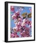 Japanese Cherry Tree, Detail, Branch, Blooms, Spring-Thonig-Framed Photographic Print