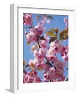 Japanese Cherry Tree, Detail, Branch, Blooms, Spring-Thonig-Framed Photographic Print