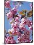 Japanese Cherry Tree, Detail, Branch, Blooms, Spring-Thonig-Mounted Photographic Print