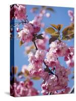 Japanese Cherry Tree, Detail, Branch, Blooms, Spring-Thonig-Stretched Canvas