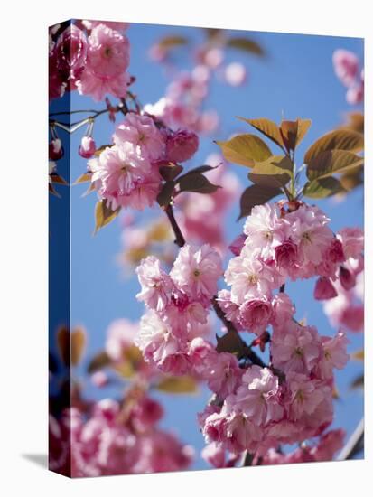 Japanese Cherry Tree, Detail, Branch, Blooms, Spring-Thonig-Stretched Canvas