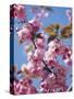 Japanese Cherry Tree, Detail, Branch, Blooms, Spring-Thonig-Stretched Canvas