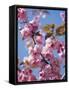 Japanese Cherry Tree, Detail, Branch, Blooms, Spring-Thonig-Framed Stretched Canvas