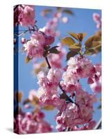 Japanese Cherry Tree, Detail, Branch, Blooms, Spring-Thonig-Stretched Canvas