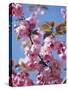 Japanese Cherry Tree, Detail, Branch, Blooms, Spring-Thonig-Stretched Canvas