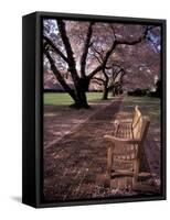 Japanese Cherry Trees at the University of Washington, Seattle, Washington, USA-Jamie & Judy Wild-Framed Stretched Canvas
