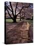 Japanese Cherry Trees at the University of Washington, Seattle, Washington, USA-Jamie & Judy Wild-Stretched Canvas
