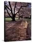 Japanese Cherry Trees at the University of Washington, Seattle, Washington, USA-Jamie & Judy Wild-Stretched Canvas