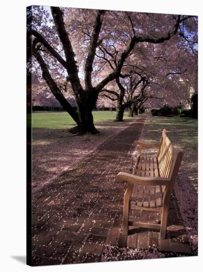 Japanese Cherry Trees at the University of Washington, Seattle, Washington, USA-Jamie & Judy Wild-Stretched Canvas