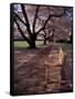 Japanese Cherry Trees at the University of Washington, Seattle, Washington, USA-Jamie & Judy Wild-Framed Stretched Canvas