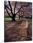 Japanese Cherry Trees at the University of Washington, Seattle, Washington, USA-Jamie & Judy Wild-Stretched Canvas