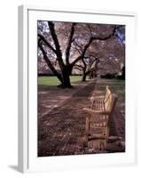 Japanese Cherry Trees at the University of Washington, Seattle, Washington, USA-Jamie & Judy Wild-Framed Premium Photographic Print