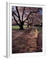 Japanese Cherry Trees at the University of Washington, Seattle, Washington, USA-Jamie & Judy Wild-Framed Premium Photographic Print