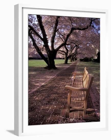 Japanese Cherry Trees at the University of Washington, Seattle, Washington, USA-Jamie & Judy Wild-Framed Premium Photographic Print