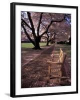 Japanese Cherry Trees at the University of Washington, Seattle, Washington, USA-Jamie & Judy Wild-Framed Premium Photographic Print