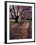 Japanese Cherry Trees at the University of Washington, Seattle, Washington, USA-Jamie & Judy Wild-Framed Photographic Print