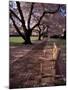 Japanese Cherry Trees at the University of Washington, Seattle, Washington, USA-Jamie & Judy Wild-Mounted Photographic Print