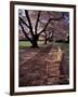 Japanese Cherry Trees at the University of Washington, Seattle, Washington, USA-Jamie & Judy Wild-Framed Photographic Print