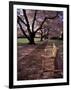 Japanese Cherry Trees at the University of Washington, Seattle, Washington, USA-Jamie & Judy Wild-Framed Photographic Print