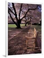 Japanese Cherry Trees at the University of Washington, Seattle, Washington, USA-Jamie & Judy Wild-Framed Photographic Print