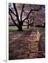 Japanese Cherry Trees at the University of Washington, Seattle, Washington, USA-Jamie & Judy Wild-Framed Photographic Print