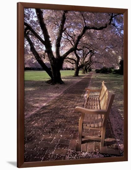 Japanese Cherry Trees at the University of Washington, Seattle, Washington, USA-Jamie & Judy Wild-Framed Photographic Print
